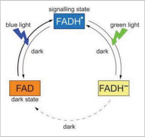 Figure 2 Photocycle of plant cryptochromes. Cryptochromes are bound to a light-absorbing flavin cofactor (FAD) which can exist in three interconvertable redox forms: (FAD, FADHℴ, FADH−). In the dark, cryptochrome is found with flavin in the oxidized state (FAD) which, upon irradiation, undergoes reduction to the FADHℴ form. This reaction requires both electron and proton transfer from nearby amino acid residues in the protein, generating amino acid radicals in turn, which are ultimately reduced through a chain of electron transfer to the protein surface. Further illumination of the flavin radical (by blue or green light) results in formation of the fully reduced FADH− form that is biologically inactive. In the dark, the flavin is spontaneously re-oxidized to restore the fully oxidized resting state through a mechanism that is as yet poorly characterized but involves molecular oxygen and may give rise to superoxide radicals. Therefore both forward and reverse reactions may involve the formation of radical pairs. The degree of cryptochrome activation is governed by the equilibrium reached between the competing forward and reverse reactions under conditions of constant illumination.