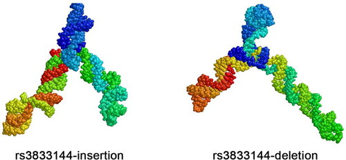 Figure 4. the altered local 3 D structure of STAT5A mRNA caused by insertion and deletion allele.