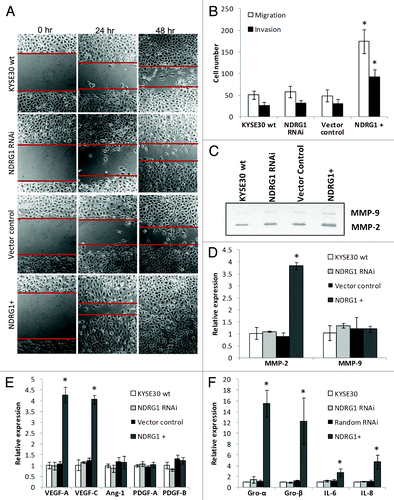 Figure 2. The effect of NDRG1 on cell migration, invasion and expression of angiogenic cytokines. (A) Representative images (100 × magnification) of the scratch/wound-healing assay. The scratched “gaps” are highlighted with black lines. (B) Transwell migration and invasion assay. Cells that migrated through plain (migration) or Matrigel coated (invasion) porous membranes were quantified 48 h after seeding. (C) Gelatin zymography to detect gelatinases MMP-2 and MMP-9 activity. An aliquot of concentrated culture media representative of the same number of KYSE30 wild type cells and transfectants was subjected to the zymography assay. One of the three independent experiments is shown. (D) Quantitative real-time RT-PCR to determine the effect of NDRG1 on the mRNA levels of MMP-2 and MMP-9. The expression has been normalized to β-actin mRNA. (E and F) The mRNA levels of VEGF-A, VEGF-C, Angiopiotein-1 (Ang-1), PDGF-A, PDGF-B, GRO-α/CXCL1, GRO-β/CXCL-2, IL-6/INF-β and IL-8/CXCL-8 were determined by quantitative real-time RT-PCR. Expression has been normalized to β-actin mRNA. Columns, mean of the normalized data from three independent experiments; Bars, ± SD; * p < 0.05 vs. wild type control.