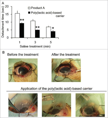 Figure 3. Comparison of the required time for cell sheets detachment in experimental transplantation of cell sheets onto the cornea (A). Each carrier along with cell sheets was applied onto the cornea, and pre-warmed saline (isotonic sodium chloride solution) was dropped from the upper part of each carrier for the indicated times and the duration required for cell sheet detachment was compared. The experiment was conducted 3 times and the mean ± SE is indicated. *P < 0.05, **P < 0.01, compared to Product A by one-way ANOVA. Representative image of cell sheet transplantation onto the surface of the canine cornea (B).