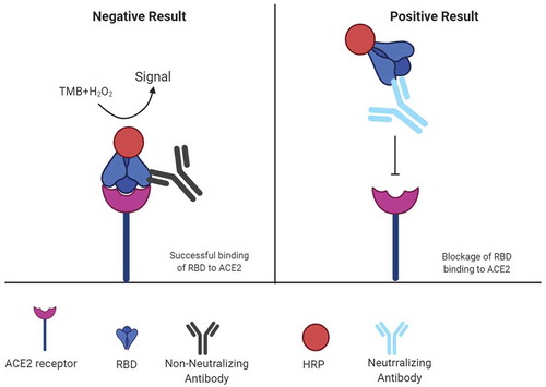 Figure 3. Mechanism of surrogate virus neutralization test (sVNT)