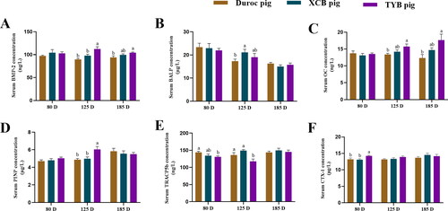 Figure 2. Differences in serum concentrations of osteogenesis factors (A–D) and bone resorption markers (E–F) among three breeds of growing-finishing pigs. Different small letters (a and b) indicate significant differences among different pig breeds at the same day-old (p < 0.05). 80, 125, and 185 D, represent 80, 125, and 185 day-old, respectively.BMP-2 = bone morphogenetic protein-2; BALP = bone alkaline phosphatase; OC = osteocalcin; PINP = procollagen I N-terminal propeptide; TRACP 5b = tartrate-resistant acid phosphatase 5b; CTX-1 = type I collagen carboxy-terminal peptide. The replicates of Duroc, XCB, and TYB pigs at 80 D were 9, 9, and 10, respectively. The replicates of Duroc, XCB, and TYB pigs at 125 D were 9, 9, and 8, respectively. The replicates of Duroc, XCB, and TYB pigs at 185 D were 9, 10, and 9, respectively.