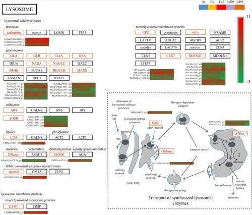 Figure 3. Lysosome pathway and the expression of the related DEGs. In the heatmaps, there are five samples in each row, which represent the expression level of the gene in the five samples of AC, CK, LC5, LC20, LC50. Red represents a high level of expression, while green represents a low level of expression.