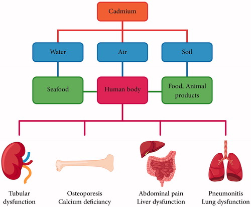 Figure 1. The major routes of cadmium exposure and its toxic effects on different parts of the body.