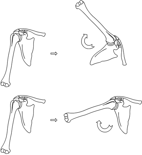 Figure 3. Simplified sketch to illustrate absolute or global motions (top) and relative humeral motions (bottom). Absolute humeral motions include changes of position caused by scapular and trunk motions whereas relative motions do not.