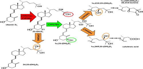 Figure 2. Hydroxylation steps and structures of vitamin D metabolites. Sites of hydroxylation steps carried out by cytochrome 450P-containing enzymes in the activation and inactivation of vitamin D including the two potential catabolic products of the hormone 1α,25(OH)2D3 produced by CYP24A1. Reproduced with permission from ABB [Citation22].