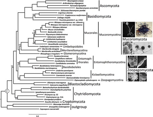 Fig. 1 RAxML phylogenetic tree of Kingdom Fungi based on the concatenated alignment of 192 conserved orthologous proteins. All branches received 100% bootstrap partitions except where noted by number above or below respective branches. Example images include: a. Rhizopus sporangium (SEM). b. Phycomyces zygospore (LM). c. Mortierella chlamydospores (SEM). d. Rhizophagus spores and hyphae (LM). e. Conidiobolus secondary (replicative) conidia forming on primary conidium (SEM). f. Basidiobolus ballistosporic conidium (SEM). g. Piptocephalis merosporangia (SEM). h. Linderina merosporangium (SEM). LM: light micrograph, SEM: scanning electron micrograph.