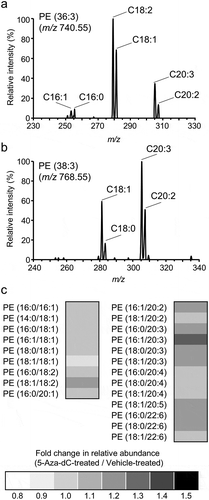 Figure 5. Changes in molecular species of PE after 5-Aza-dC treatment.Components of fatty acids in PE (36:3) (a) and PE (38:3) (b) were analyzed using product ion scan analysis with LC-MS/MS. (c) The fold changes of relative peak areas were described using a heat map. PE molecules were presented in the format PE (X/Y), where X and Y denote fatty acid species. The order of fatty acids does not represent the position of acyl chains in the PE molecule.
