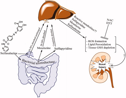 Figure 2. Sulfasalazine-induced renal damage and the proposed mechanisms of reno-protection provided by thiol-reductants.