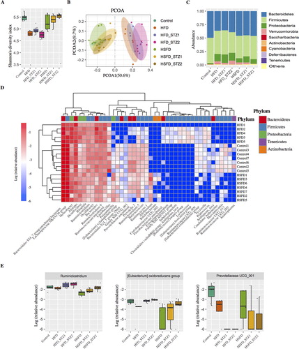 Figure 5. The association of gut microbiota with diet and STZ injection. Alpha-diversity of gut microbiota based on the OTU table, measured by (A) Shannon index and (B) PCoA of Bray-Curtis distances based on the genus level of gut microbiota: each dot represents a sample and each color denotes a group. (C) The relative abundance of each Phylum of gut microbiota in each group. (D) Differentiated genera among the controls, HFD, and HSFD groups and (E) special genera associated with STZ injection.