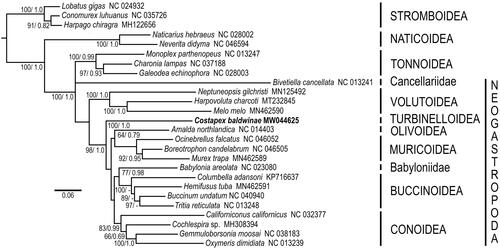 Figure 1. Relationships of Costapex baldwinae to other members of the Neogastropoda. Amino acid sequences of all protein-coding genes were individually aligned using MAFFT v. 7 (Katoh et al. Citation2019), their ambiguous positions removed using BMGE (Criscuolo and Gribaldo, Citation2010), then concatenated, producing an alignment with 3647 amino acid positions. Maximum likelihood analyses (1,000 independent tree searches and ultrafast-bootstrap runs) were performed using IQ-TREE (Nguyen et al. 2014) employing the best-fit mixture model selected by ModelFinder (Kalyaanamoorthy et al. 2017) with Bayesian Information Criterion (BIC) and the option -m TESTONLYNEW (mtMet+F+C50+R5). Phylogenetic analyses were run using an unpartitioned matrix. Bayesian inference analysis was performed using PhyloBayes MPI v.1.5a (Lartillot et al. Citation2013) running two independent MCMC chains until convergence under a CAT-GTR model and ‘-dc’ option with sampling every cycle. All runs consisted of >20,000 cycles and consensus trees were obtained after discarding the first 10% cycles as burn-in. Support shown as Bayesian posterior probability (when > 0.5).