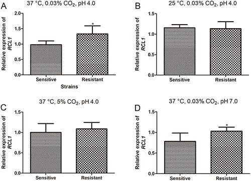 Figure 1 Expression of RCL1 in the sensitive and resistant C. albicans. (A) RCL1 expression in sensitive and ITR-resistant C. albicans in normal condition (37°C, 5% CO2, pH = 4.0). N = 14. (B) RCL1 expression in sensitive and ITR-resistant C. albicans at low temperature (25°C, 0.03% CO2, pH = 4.0). N = 14. (C) The level of RCL1 in sensitive and ITR-resistant C. albicans at high CO2 concentration (37°C, 5% CO2, pH = 4.0). N = 14. (D) The expression of RCL1 in sensitive and ITR-sensitive C. albicans in neutral conditions (37°C, 0.03% CO2, pH = 7.0). N = 14. *P < 005, compared with the sensitive strains.