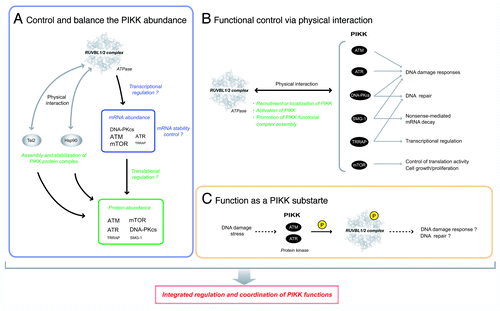 Figure 4. The RUVBL1/2 complex can regulate PIKK functions through several ways. Three possible mechanisms for the RUVBL1/2 complex to regulate PIKK functions. (A) Control and balance the abundance of PIKK. The RUVBL1/2 complex and its ATPase activity is required for the maintenance of PIKK protein abundance. The RUVBL1/2 complex affects the mRNA level of some PIKKs. The character size of each PIKK shows the extent of the sensitivity. The RUVBL1/2 complex is also involved in the assembly and stabilization of newly synthesized PIKK protein complex probably together with Hsp90 and the Tel2 complex. (B) Functional control via physical interactions. The RUVBL1/2 complex physically interacts with PIKK and facilitates proper PIKK-mediated stress responses. Three mechanisms to control PIKK function; recruitment/localization of PIKK, activation of PIKK through posttranslational modification, and promotion of the functional complex assembly of PIKK during stress responses. (C) Function as a PIKK substrate. RUVBL2 is phosphorylated by ATM/ATR in response to DNA damage stress.Citation105 The RUVBL1/2 complex may have a role as a downstream effector protein of PIKKs. The atomic structure of RUVBL1in Figure 4 is derived from reference Citation84.