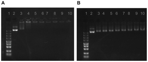 Figure 4 Agarose gel electrophoresis of PEI-Et/pDNA (A) and PEI 800 Da/pDNA (B) complexes at various w/w ratios.Notes: Lane 1, Marker; Lane 2, naked pDNA; Lanes 3–10: polymer/pDNA complexes at w/w ratios of 1, 3, 5, 7, 10, 15, 20, 30.Abbreviations: pDNA, plasmid DNA; PEI, polyethylenimine; PEI-Et, PEI derivative with ethylene biscarbamate linkage.