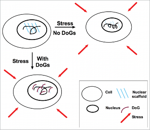 Figure 2. Model for putative DoG function. After exposure to stress – including osmotic stress – the nuclear scaffold is compromised due to stress sensitivity of its protein constituents, and DoGs are induced as reinforcement. The upper-left panel depicts an unstressed nucleus. The upper-right panel depicts a hypothetical nucleus that lacks DoG induction in response to stress: the nuclear scaffold is weakened, the nucleus shrinks and the chromatin condenses. The lower-left panel depicts a stressed nucleus with DoG induction: the DoGs reinforce the nuclear scaffold, resulting in the maintenance of euchromatin and nuclear size.