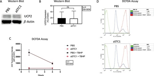 Figure 8. STC1 inhibition had no effect on UCP2 expression and ROS levels of AML cells. (A) Immunoblot showing UCP2 in MSC/AML co-culture after adding PBS and 0.1 μg/ml of anti-STC1 antibody. β-Actin served as control. (B) Quantification of the same Immunoblot as in (A) by showing the percentage of UCP2 expression related to β-Actin. (C) DCF fluorescence intensity 1 and 4 h after incubation with DCFDA ± TBHP. (D) Representative histogram depicting the DCF fluorescence intensity of unstained (green), DCFDA (blue) and DCFDA + TBHP (red) treated AML cells from one patient 1 h after addition of anti-STC1 to the MSC-AML cell co-culture.