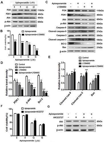 Figure 6 PI3K/Akt pathway mediated apisoporamide-induced apoptosis of MG63 cells.Notes: (A) Cells were treated with various concentrations of apisoporamide for 24 hrs. The expressions of PI3K, PDK1, p-Akt and Akt were analyzed by Western blotting. (B) MG63 cells were incubated with LY294002 (5 μM) and apisoporamide (0, 9, 12, 15 μM) for 24 hrs. Cell viability was measured by MTT assay. Data were presented as mean±SD (n=3). (C) Western blotting results showed a significant change in the relative protein expression after MG63 cells were treated with apisoporamide (12 μM) and/or LY294002 (5 μM) for 24 hrs. (D and E) The immunoblot signals were quantified by densitometry, and mean data from independent experiments were normalized to the untreated cells. The bars are the means±SD (n = 3). (F) MG63 cells were co-treated with AK323727 (10 μM) and apisoporamide (0, 9, 12, 15 μM) for 24 hrs. Cell viability was measured by MTT assay. Data were presented as mean±SD (n=3). (G) Western blotting analysis of Akt, p-Akt and β-actin expression. MG63 cells were treated with apisoporamide (15 μM) and/or AK323727 (10 μM) for 24 hrs. *P<0.05, **P<0.01 and ***P<0.001 vs vehicle control.Abbreviations: PI3K, phosphatidylinositol 3 kinase; PDK1, phosphoinositide-dependent kinase-1; Akt, protein kinase B.