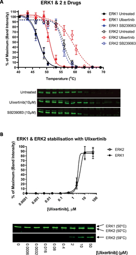 Figure 3. CETSA of ERK1 & ERK2. (A) CETSA of ERK1 and ERK2 pre-incubated with the ERK1/2-specific inhibitor Ulixertinib or the p38 inhibitor SB239063 (10 µM). The untreated sample contains an equivalent volume of the solvent, DMSO. Representative blots are shown. (B) ITDR CETSA of ERK1 and ERK2 vs. Ulixertinib at 50°C and 59°C, respectively. Platelets were treated with the indicated concentrations of Ulixertinib prior to heating. For all panels, values shown are the means ±S.E.M (N = 4).