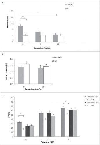 Figure 5. Ganaxolone modulates behavior in Fmr1 KO mice. (A) Ganaxolone has a dose-dependent effect on marble burying behavior in Fmr1 KO mice. Vehicle (0 mg/kg body weight) or ganaxolone (5 mg/kg and 10 mg/kg) were administered to Fmr1 KO mice (gray bars) and WT littermates (white bars). The bars indicate the mean number of marbles buried, the error bars represent the SEM. Two-way ANOVA indicates a significant treatment x genotype interaction (F(1,121) = 3.149, p = 0.046). Post-hoc Tukey analysis revealed a significant difference between the 0 mg/kg and 10 mg/kg treatment groups (p = 0.022). Zero dose groups were compared using an Independent samples T-test (p = 0.001). ** p < 0.01, *P < 0.05. n = 18-22/group. (B) The acoustic startle response (N) of Fmr1 KO (gray) and WT (white) mice to a 120 dB stimulus is unaffected by ganaxolone treatment. (C) Three different prepulse intensities were evaluated as shown on the x-axis. Prepulse inhibition (PPI%) is increased in vehicle (VEH)-treated Fmr1 KO compared to vehicle-treated WT mice. Ganaxolone (GAN) treatment (10 mg/kg, i.p.) has an intermediary effect on PPI in Fmr1 KO mice. One-way ANOVA with Tukey post hoc analysis (n: 14-23, * p<0.05).