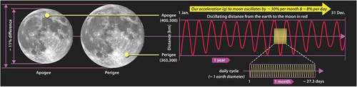 Figure 9. Difference in the angular size of the moon is shown on the left, and the periodicity in the moon’s distance from earth over the course of a year is shown on the right. The change in distance alters the gravitational acceleration by ~ 8% over circadian time intervals and up to 30% over a month