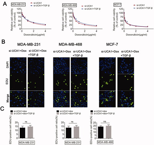 Figure 4. UCA1 is required for TGF-β-induced chemoresistance. Si-UCA1-transfected BC cells were treated with or without TGF-β, respectively, and (A) a CCK-8 assay was performed to monitor the chemosensitivity of si-UCA1 cells to DOX. (B and C) An EdU assay was performed to analyze the proliferation of si-UCA1 cells in response to DOX.