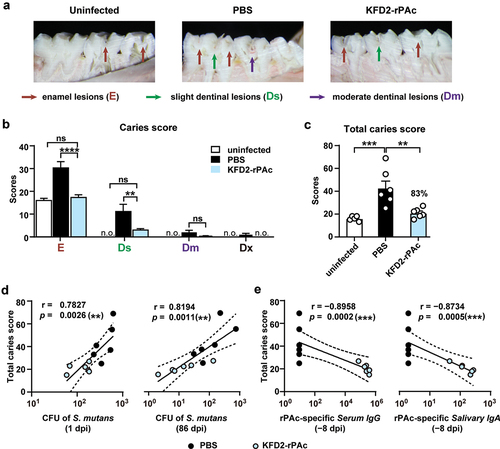 Figure 5. The prophylactic efficacy of KFD2-rPAc against caries development and the correlation analysis for protective factors.