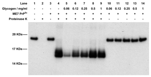 Figure 4 Western blot of the cell-free conversion assay of 3F4 antibody-tagged murine recombinant PrP in the presence of glycogen. Assays were seeded with PrPSc purified from ME7-infected mice and, in each case, 9/10th of the reaction was treated with PK while the remaining 1/10th was not. In the absence of PrPSc, recombinant PrP is digested away by PK (lanes 1 and 2) while in the presence of PrPSc a protease-resistant isoform is produced (lanes 3 and 4). In the presence of low concentrations of glycogen, cell-free conversion is inhibited (lanes 5–7) while at higher concentrations of glycogen conversion is similar to control levels (lanes 9 and 10). Lanes 11–14 contain the non-PK treated samples in the presence of glycogen to demonstrate that similar levels of recPrP substrate were present in each assay.