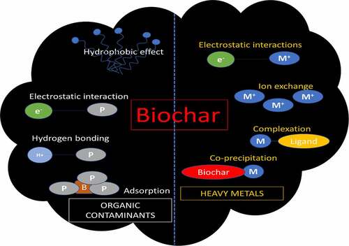 Figure 4. Mechanisms of biochar interactions with different pollutants. (Abbreviations: M-metal particles, M+-charged metal ion, e – electron, P-pollutant, B-biochar.)