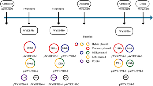 Figure 4 Timeline showing plasmid changes in 3 hv-CRKP isolates.