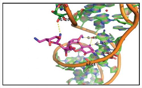 Figure 2. X-ray crystal structure of Neomycin B bound to tRNAPhe. Shown at 2.6A° resolution (PDB file 1I9V), Neomycin B occupies a binding cleft on tRNAPhe one full helical turn above the anticodon stem-loop. Interactions within 3.5 Å include nucleotides 20, 44, and 45, which are represented by dashed yellow lines.