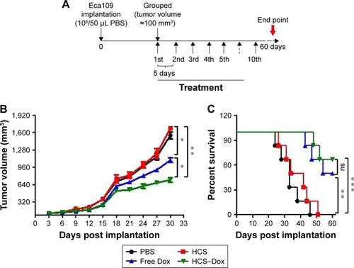 Figure 9 In vivo antitumor activity. An esophageal cancer xenograft model was established to verify the application of HCSs in cancer therapy. (A) Protocol for tumor implantation and treatment. Measurement of (B) tumor volume and (C) survival at 3-day intervals in tumor-bearing mice, monitored for 60 days. *p<0.05; **p<0.01; ***p<0.001.Abbreviations: HCS, hollow carbon sphere; Dox, doxorubicin; ns, not significant.