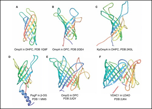 Figure 2. NMR structures of β-barrel membrane proteins. Structures of (A) OmpX in DHPC, (B) OmpA from E. coli in DPC, (C) OmpA from Klebsiella pneumoniae in DHPC (D) PagP in β-OG, (E) OmpG in DPC and (F) VDAC1 in LDAO. All pictures were produced using the PDB file and PDB Protein Workshop 3.9 (Moreland et al. Citation2005). This Figure is reproduced in colour in Molecular Membrane Biology online.