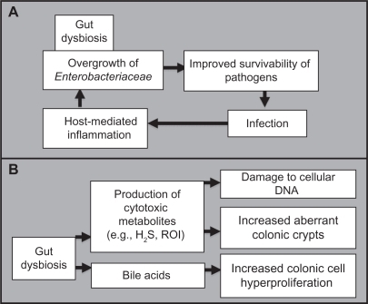 Figure 3 Proposed mechanism whereby an altered microbial balance in the gut can A) be driven by foreign pathogenic invasion and further increase the likelihood of future infections, and B) lead to the promotion of carcinogenesis.