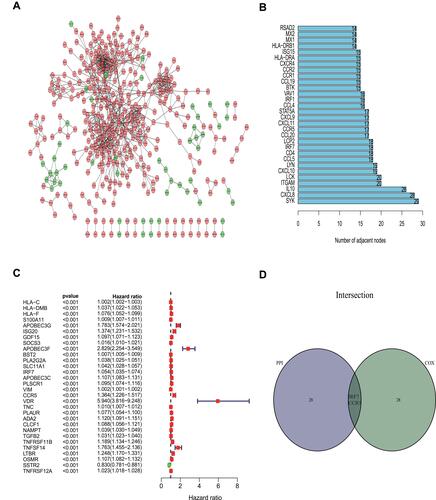 Figure 5 PPI network and Cox regression analysis. (A) PPI network were built with interaction confidence>0.95. (B) The top 30 genes ordered by the number of nodes. (C) The top 30 significant genes by Univariate Cox analysis (P<0.01). (D) Venn plot showing the sharing factors by the top 30 genes in PPI and Cox.