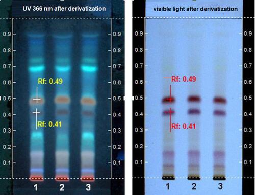 Figure 1 Thin-layer chromatography of DLBS1649 under UV 366 nm and visible light.