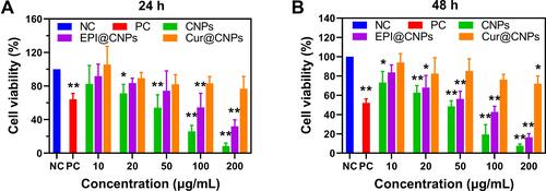 Figure 7 CNPs at different concentrations were incubated with the MCF-7 cell line for (A) 24 h and (B) 48 h, and their effect on the cytotoxicity was assessed. * and ** Indicate P < 0.05 and P < 0.01, respectively, compared with the negative control.