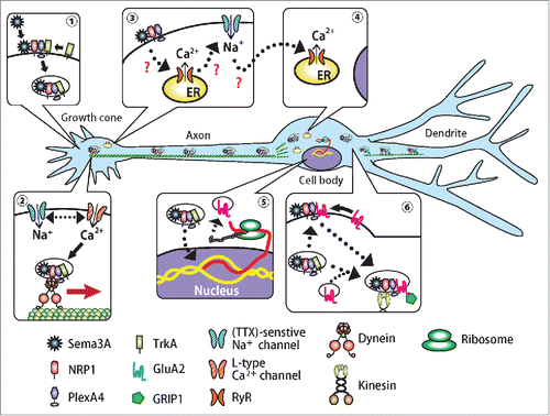 Figure 2. A model for retrograde Sema3A signaling that drives AMPA receptor subunit GluA2 to dendrites. After activation of receptor complex for Sema3A, Ca2+ channels and ryanodine receptors are activated, which trigger intracellular Ca2+ mobilization, which subsequently induce clathrin-dependent endocytosis of the receptor complex Sema3A/2lexA4/2RP1/2rkA in the growth cone. The transport may be coupled with intracellular Ca2+ channels as well as voltage-dependent Ca2+ and Na+ channels at the plasma membrane. The Sema3A/2lexA4/2RP1/2rkA complex is then transported through interaction between PlexA4, TrkA and dynein motor protein toward the somatodendritic region. PlexA4 interacts with GluA2 through its extracellular IPT-domain in the somatodendritic region, then escorts it to the distal dendrites.