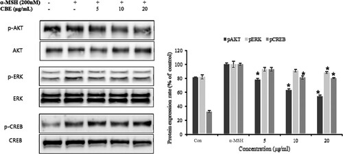 Figure 4. Inhibitory effects of CBE on activation of AKT/ERK and CREB signalling proteins of melanogenesis in B16F10 melanoma cells. After 1 × 106 cells were seeded and cells were pre-treated with extract for 1 h, and then incubated with α-MSH for 1 h. Proteins were detected by Western blotting analysis with targeted antibodies, protein expression involved in melanin biosynthesis; proteins’ expression was evaluated by Western blot. Mean statistically significant difference at *p < 0.05, compared to the only α-MSH-treated group. Con (control) is untreated samples.