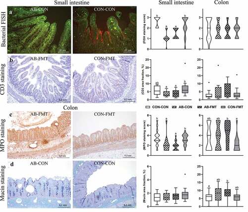 Figure 4. Enteral broad-spectrum antibiotics reduce small intestinal bacterial adhesion and mucosal immune cell densities. (a). Representative micrographs of AB-CON (left) and CON-CON (right) bacterial FISH stained small intestines. FISH stained tissue (small intestine and colon) was evaluated using an ordinal density grading system (score 0–3). (b). Representative micrographs of CD3 stained small intestines from AB-FMT (left) and CON-FMT (right) animals. The relative area of CD3 chromogenic signal in small intestines and colon was quantified by image analysis. (c). Representative micrographs of MPO stained colon from the AB-FMT group (left) and CON-FMT (right). Most AB-FMT tissue sections presented with MPO positive immune cell aggregates, pneumatosis intestinalis and submucosal thickening, whereas the majority of CON-FMT tissue sections had normal appearance. MPO stained tissue was evaluated using a composite ordinal grading system (0–7) consisting of MPO cell density (score 1–3) and severity/extent of MPO-associated mucosa inflammation (score 0–4). D. Representative micrographs of mucin stained colonic tissue using AB-PAS histochemistry showing AB-CON (left) and CON-CON (right) groups. The relative mucin stained area was quantified using image analysis. Ordinal data is presented as violin plots with median (solid line) and interquartile range (dotted line). Continuous data is presented as box plots showing medians and Tukey whiskers. n = 12–16 per group. Data not sharing the same letter are significantly different at p < .05. AB-PAS, Alcian Blue-Periodic acid-Schiff; MPO, myeloperoxidase; FISH, fluorescent in situ hybridization