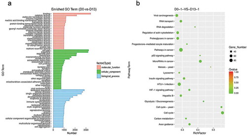 Figure 4. Functional enrichment analysis of DEGs.(a) GO analysis of DEGs. The figure is composed of three parts: molecular functions, cellular components and biological process. The significance level of enrichment was set at corrected p-value (p-value < 0.05). (b) KEGG pathway analysis of differentially expressed genes. Advanced bubble chart shows enrichment of DEGs in signaling pathways. Y-axis label represents pathway, and X-axis label represents rich factor (rich factor = amount of DEGs enriched in the pathway/amount of all genes in background gene set). Size and color of the bubble represent amount of DEGs enriched in pathway and enrichment significance, respectively.