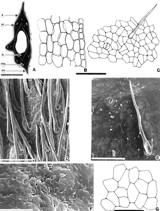Figure 5 Fruit. (A) Fruit in transverse cut; (B) epicarp and mesocarp in transverse cut; (C) epicarp in superficial view; (D–F) photomicrographies SEM of the immature and mature epicarp and epicuticular wax details respectively; (G) first layer of the mesocarp in superficial view. Bar size: 10 µm (F); 100 µm (B–E, G); 5 mm (A).