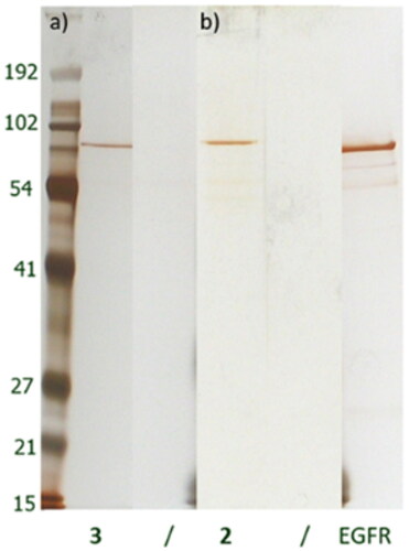 Figure 2. Silver-stained gels after interaction of purified recombinant EGFR with immobilised lapatinib derivatives 3 (a) and 2 (b). Matrices alone were used as negative controls (/). Purified recombinant EGFR was used as additional control.