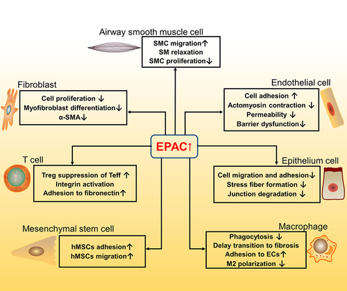 Figure 3 Pathways and function of EPAC related to fibrosis in different cell types (fibroblast; airway smooth muscle cell; endothelial cell; epithelium cell; macrophage; mesenchymal stem cell; T cell). ↑ means increase or up-regulated; ↓ means decrease or down-regulated.