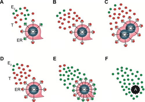 Figure 2 Mechanisms of the tumor cell proliferative effect of exhaustive tamoxifen treatment and the tumor killer activity of estrogen treatment by restoration of estrogen signaling.