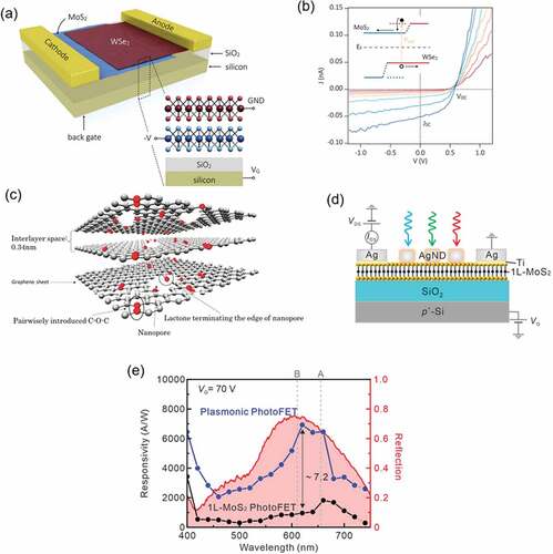 Figure 11. (a) Schematic illustration of the TMDC bilayer photovoltaic device. Reproduced with permission from American Chemical Society [Citation177]. (b) J−V curves of the device shown in (a) measured under illumination of 180, 400, 670, 1100, 1800, 4000, and 6400 W/m2 (in the order of red to blue). Reproduced with permission from American Chemical Society [Citation177]. (c) Schematic illustration of GLG. Reproduced with permission from Springer Nature [Citation181]. (d) Schematic diagram of monolayer MoS2 plasmonic photoFets under bias and illumination with a gate voltage. Reproduced with permission from American Chemical Society [Citation184]. (e) Photoresponsivity of the plasmonic photoFET and bare monolayer MoS2 photoFET as a function of illumination wavelength. The red curve shows reflection spectrum of the plasmonic nanostructures. Reproduced with permission from American Chemical Society [Citation184].