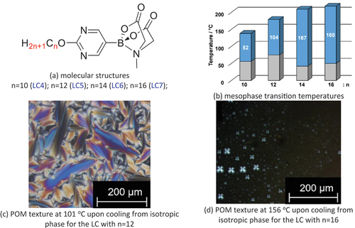 Figure 3. (Colour online) The chemical structures, mesophase transition temperatures and POM textures of boron pyrimidine liquid crystals [Citation11].