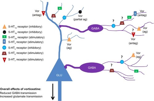 Figure 2 Serotonergic influence on GABAergic neurotransmission in limbic system brain regions. Serotonergic heteroreceptors expressed on GABAergic interneurons and glutamatergic principal cells can modulate the excitatory state of neural networks associated with the control of cognitive function and mood. Vortioxetine may be an example of a drug that inhibits GABA neurotransmission via serotonergic mechanisms. Question marks denote receptors where expression on GABAergic interneurons has been indirectly suggested but no immunohistochemical verification exists for limbic brain regions.