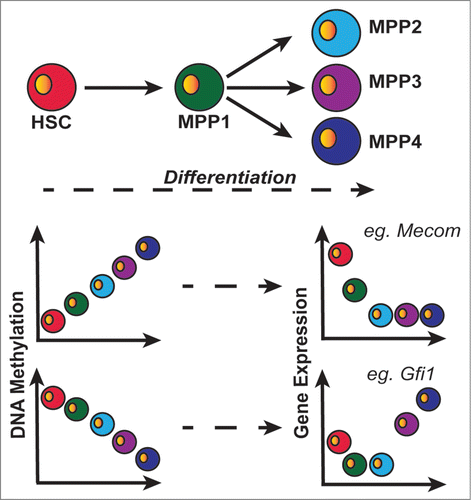 Figure 1. HSC differentiation into MPPs characterized by dynamic DNA methylation changes and subsequent gene expression changes. DMRs observed comparing populations separate into discrete clusters, either gaining (top left graph; clusters 1–4) or losing (bottom left graph; clusters 6–9) methylation during differentiation. These changes exhibited inverse correlation with gene expression, particularly in TFs with roles in haematopoietic regulation (e.g., Mecom & Gfi1).