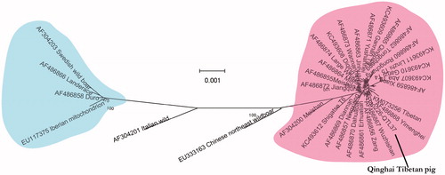 Figure 1. Phylogenetic trees based on the complete mitochondrial genome by Neighbor-joining analysis