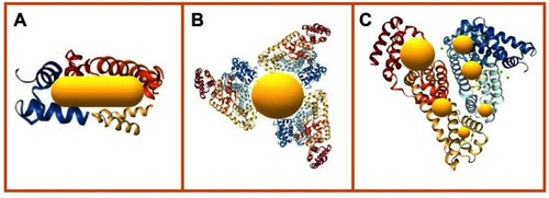 Figure 8 Absorption of SA on AuNP surface can be achieved by: (A) passive absorption of SA constituent functional groups attached to gold surface; (B) adsorption of activated SA modified with functional groups improving the surface binding properties; (C) growing of AuNPs embedded on SA structure after in situ synthesis.